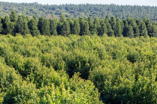 Misiones_0606 - El clima en Misiones: se avecina otra masa de aire frío